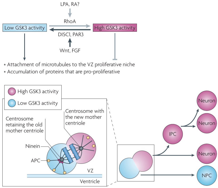 Figure 3 │ **Proposed model for the role of GSK3 signalling during neurogenesis**
